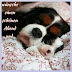 Hunde Süße Gute Nacht Bilder / Gute Nacht ... | Gute nacht süße, Gute nacht, Niedlich ... - We did not find results for: