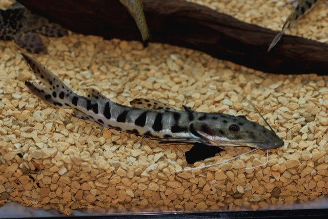 目立ちまくり しましま な魚たち 熱帯魚 アクアリウム情報マガジン