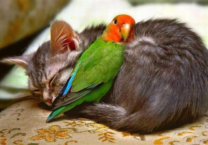 animais fofos dormindo juntos