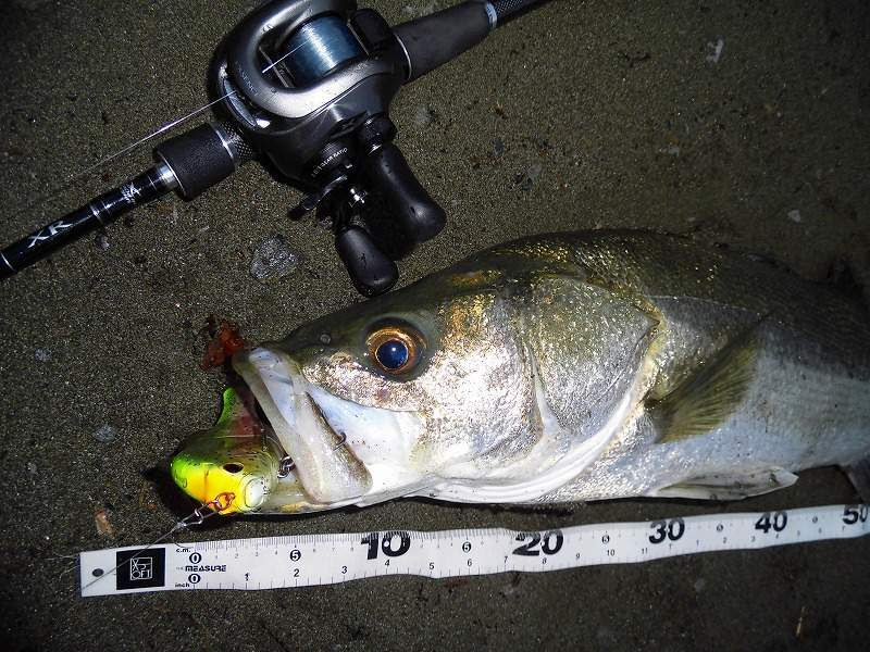 シーバス ブラックバス用のルアーでシーバスは釣れるのか シーバスラボラトリー2nd