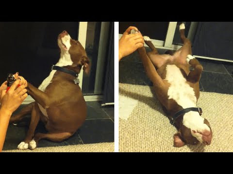 The Best 21 Funny Dog Nail Clipping Video