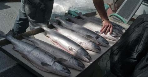 sebutkan hewan laut  termasuk jenis seafood berbagai jenis