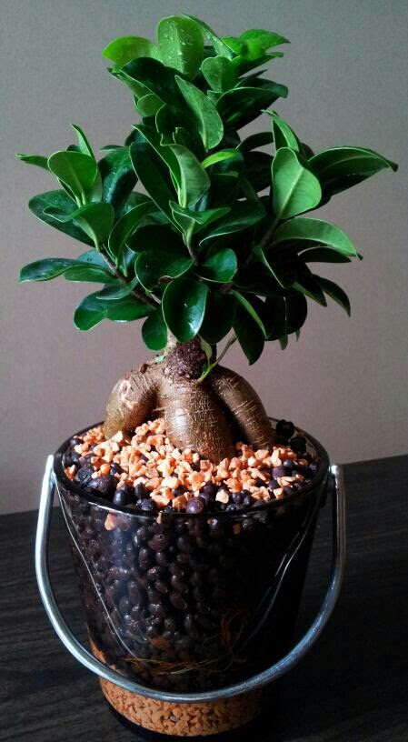 ガジュマルをハイドロカルチャー仕様にする 食ったら植えよう ハイドロカルチャー