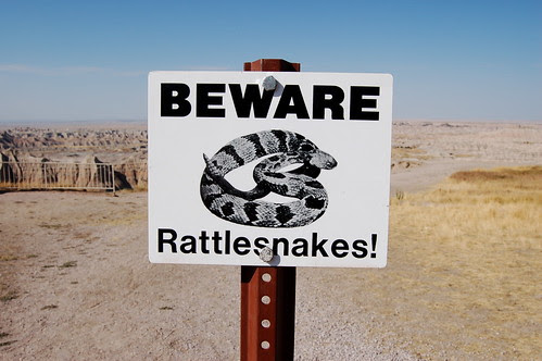 Rattlesnakes!