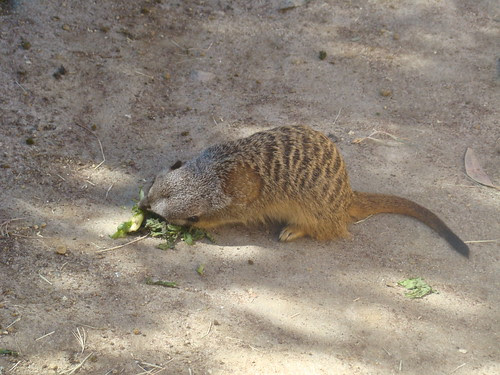 Meerkat at the Los Angeles Zoo