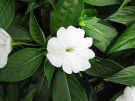インパチェンスの花言葉 インパチェンスの花言葉と名前の由来