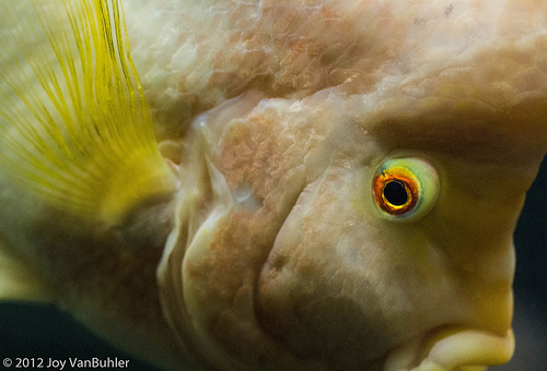 フラワーホーンの餌 量や食べない時の対策方法は 熱帯魚 淡水魚 海水魚の図鑑
