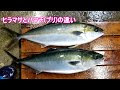 ヒラマサ ブリ 違い 287509