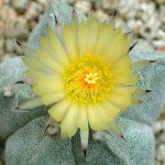 Astrophytum myriostigma - flor
