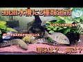 無料ダウンロード 90cm水槽 古代魚 267360