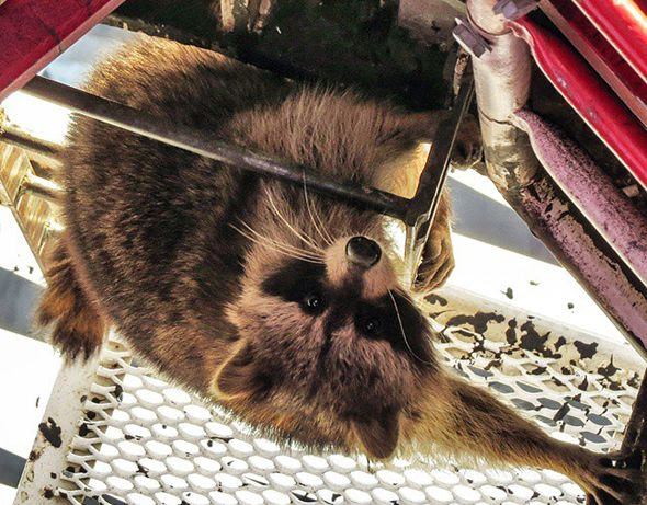 Rooftop Raccoon