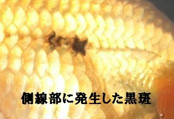 ランチュウ 金魚の病気 黒斑病 黒ソブ