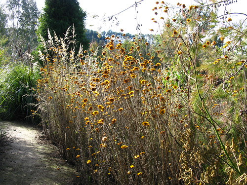 Helichrysum bracteatum