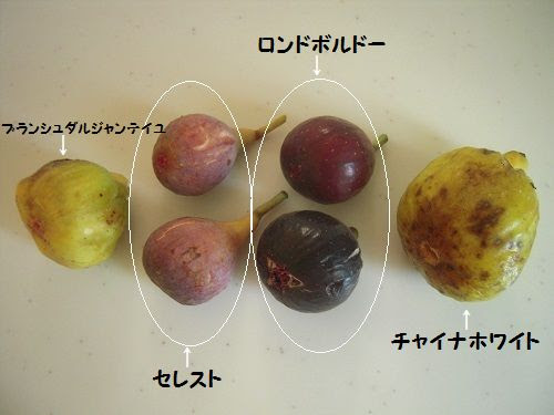 かじつ畑 イチジクの出荷は難しい