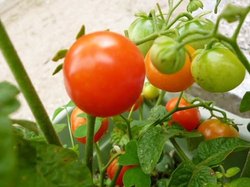 支柱のいらないミニトマトにチャレンジ 広島の古民家ギャラリー草 Sou
