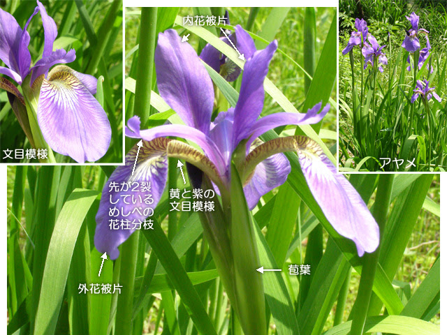 科学技術館メールマガジン 自然と友だち