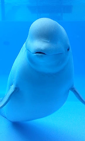 100以上 白 イルカ イラスト 流星 の ロックマン イラスト