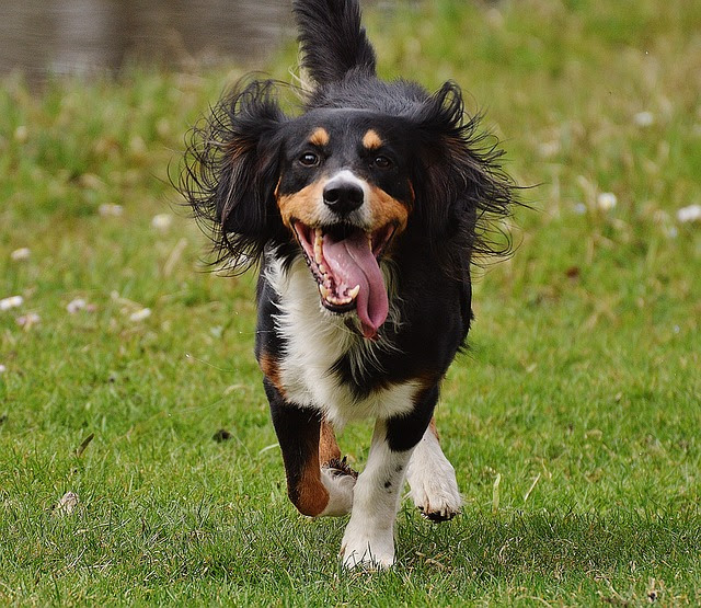犬が後ろ足で蹴る このかわいい仕草にどんな意味があるの
