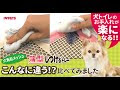 √ダウンロード 犬 トイレ 外すようになった 292494-犬 トイレ 外すようになった