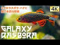 √1000以上 熱帯魚 ラスボラ 185792-熱帯魚 ラスボラヘテロモルファ