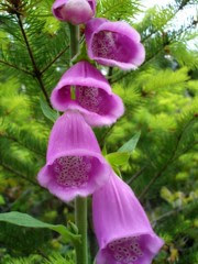 Foxglove redux