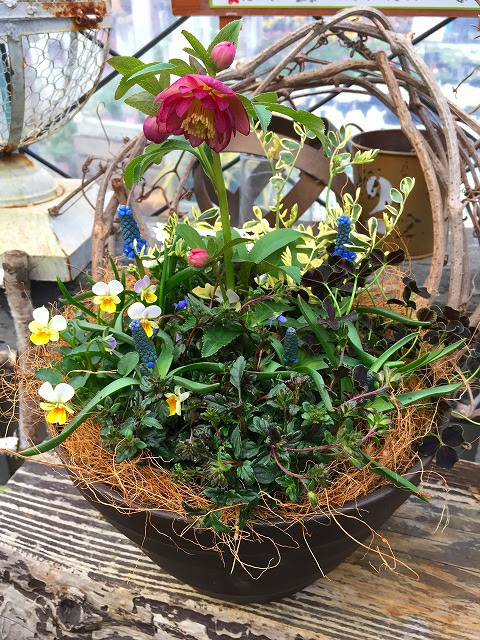 クリスマスローズの寄せ植え教室 開催し 熊本の大型総合園芸店 ナーセリーズ