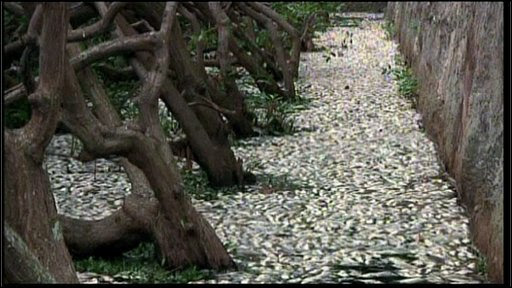 Thousands of dead fish have washed up on a lagoon in Rio de Janeiro, 