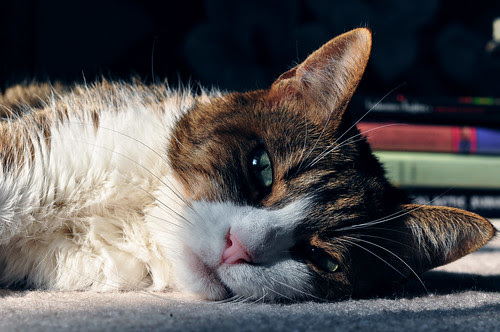 Sophie Stare