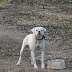 how to stop compulsive behavior in dogs
