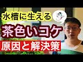 [最新] 茶 ゴケ 原因 136352-茶ゴケ 原因