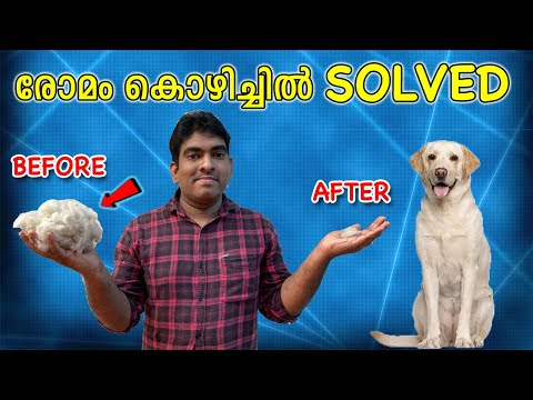 ടെറിയുടെ രോമം കൊഴിച്ചിൽ മാറ്റി : Labrador HAIR LOSS solved : FOOD ALLERGY AND SUPPLEMENTS