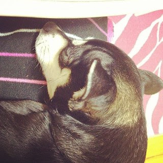 Day28 Chloe cuddling on my lap while I blog 1.28.13