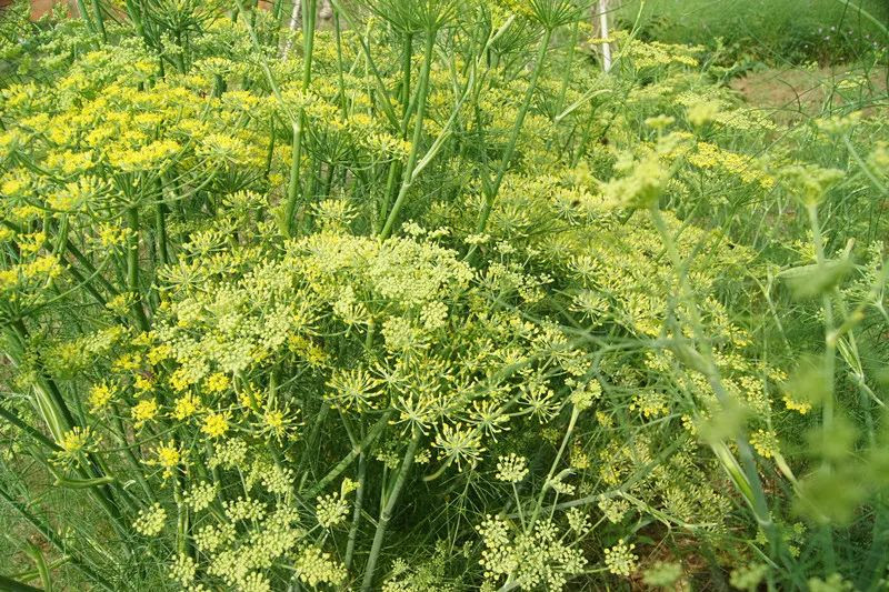 小茴香花图片 万图壁纸网
