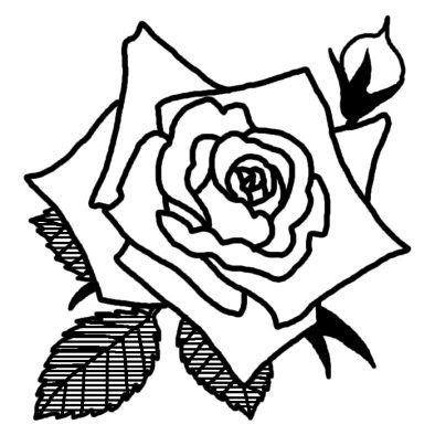 バラ5 バラ 薔薇 2 花 無料 白黒イラスト素材