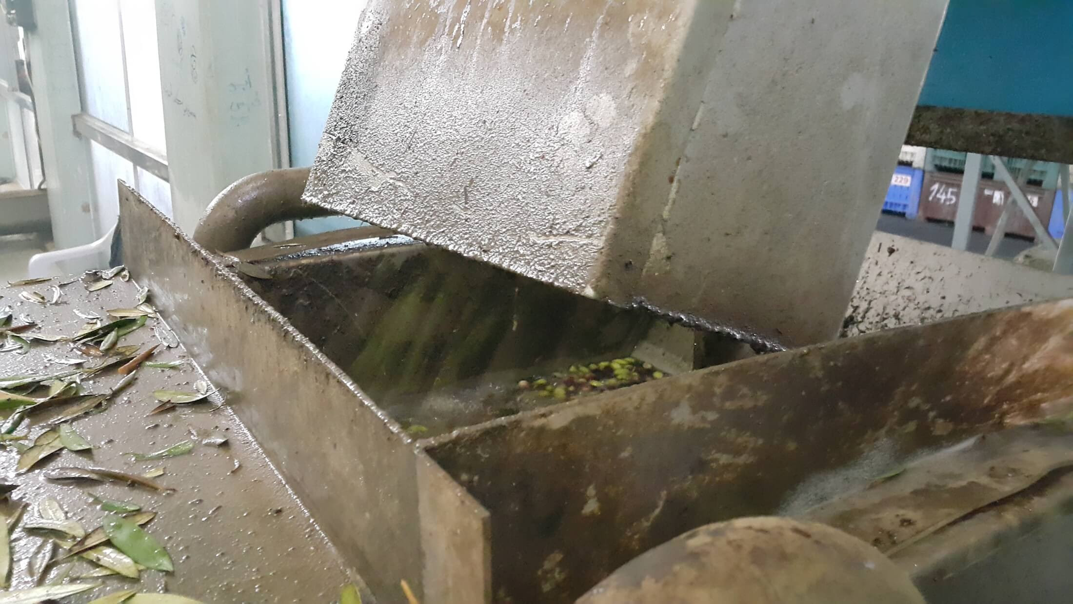 تنظيف الزيتون من ورق الشجر والشوائب