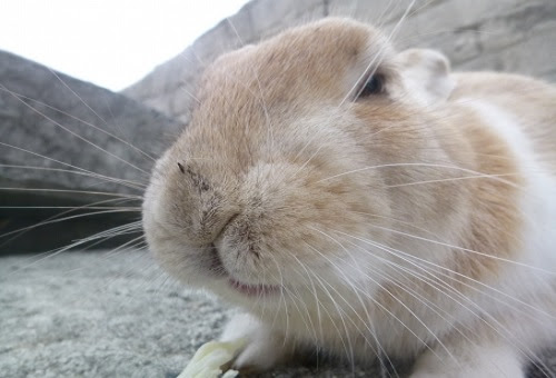 うさぎの耳の特徴について 筋肉はあるの 生き物navi