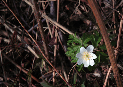 spring :: hvitveis #1