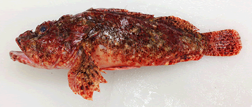 オニカサゴ Fish Food Times 3 17