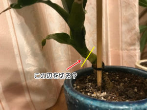 ドラセナ 切り戻すか 枝を分岐させる計画中 成長を振り返る 365文