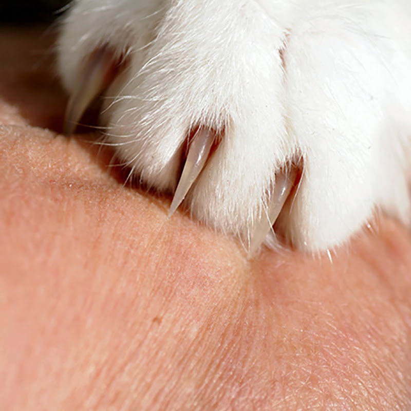 猫ひっかき病 猫のひっかき傷に要注意 ひっかかれた場合の対処法は