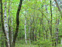 forest25-3.jpeg