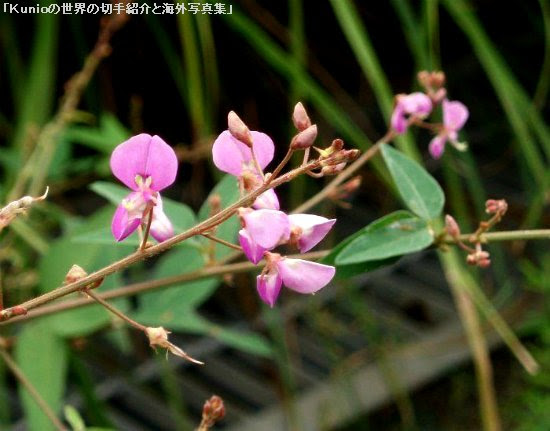 花の写真 秋の花と果実 紅葉 1 2