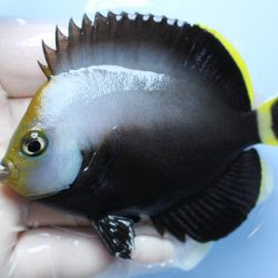 年9月 海水魚専門店ナチュラルマリンクラブ