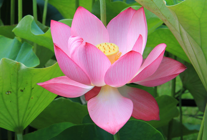 三室戸寺 蓮の花 京都を歩くアルバム