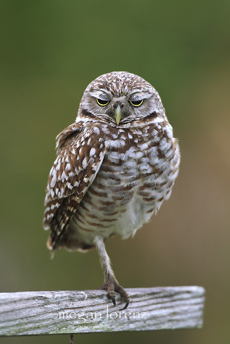 Oh.  It's you again.  Boring. by Megan Lorenz