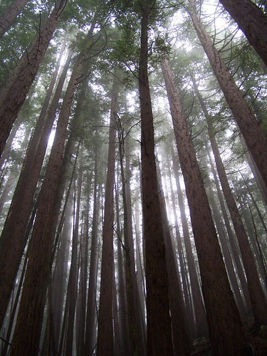 20061209 Redwood Forest in Fog