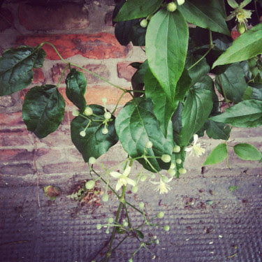 wallflower