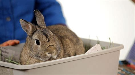 Check out our review of the sill plant subscription for may 2020! Can You Keep a Wild Rabbit as a Pet? | Pet Rabbits - YouTube