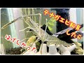 [最も好ましい] テナガエビ 飼育 餌 食べ ない 580694-テナガエビ 飼育 餌 食べ な��