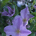 Clematis Blue Angel Pruning : By pruning you control size, keep the plant trained to its armature, and create the space for new growth to replace old wood.